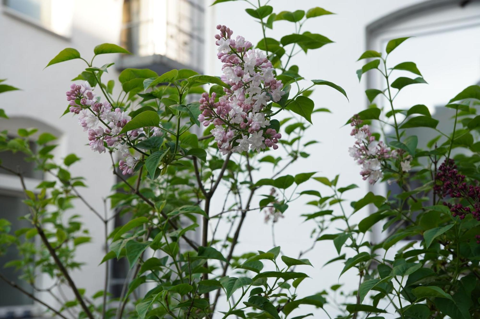 Bright, Spacious Apartment With A Lovely Terrace In The Heart Of アーヘン エクステリア 写真